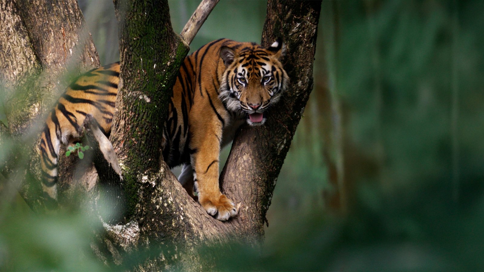 Danish Zoo Under Fire for Animal Donation Request