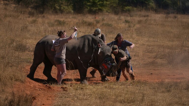 Radioactive Horns: The New Weapon to Save Rhinos