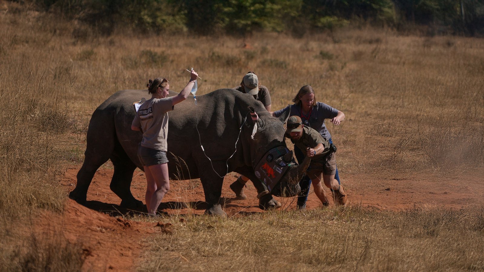 Radioactive Horns: The New Weapon to Save Rhinos