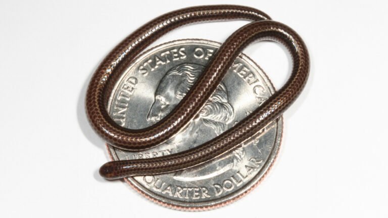 World’s Tiniest Snake Rediscovered in Barbados After Vanishing for Decades