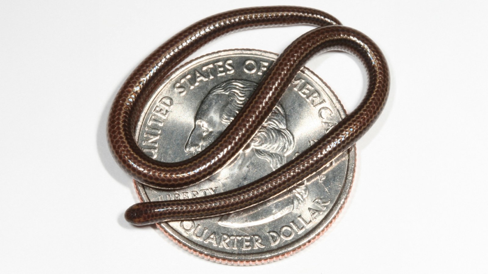 World’s Tiniest Snake Rediscovered in Barbados After Vanishing for Decades