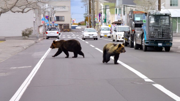 Japanese Region Sounds the Alarm Over Record Bear Attacks