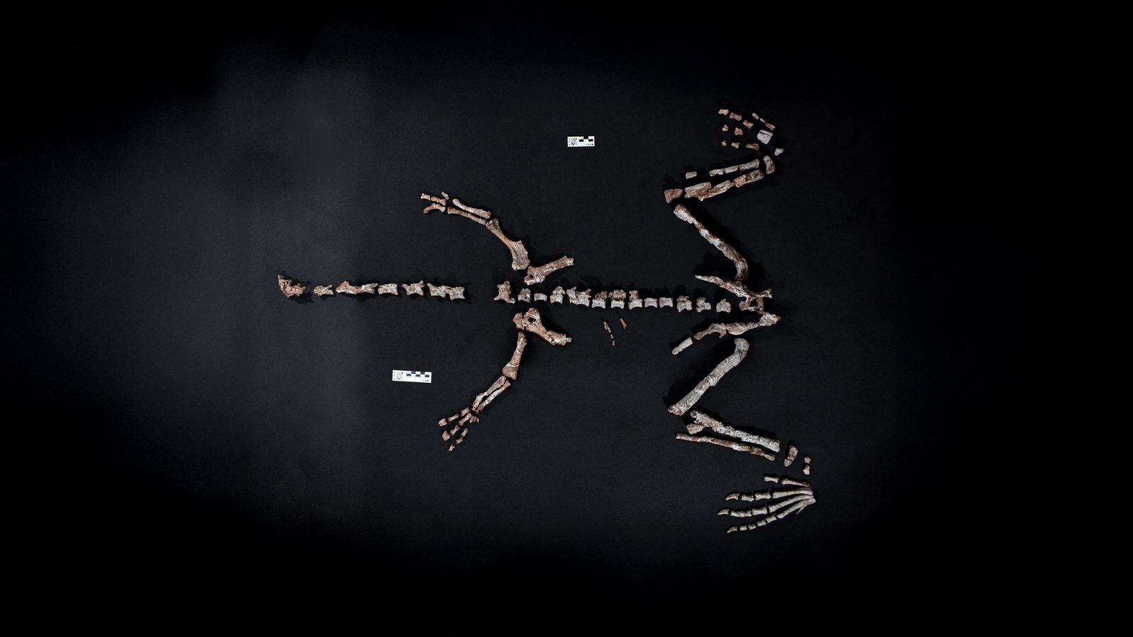 Scientists Unearth One of World’s Oldest Dinosaurs