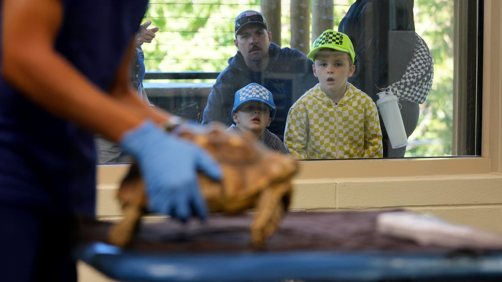 Zoo in New Jersey Lets Guests View Real Vet Procedures