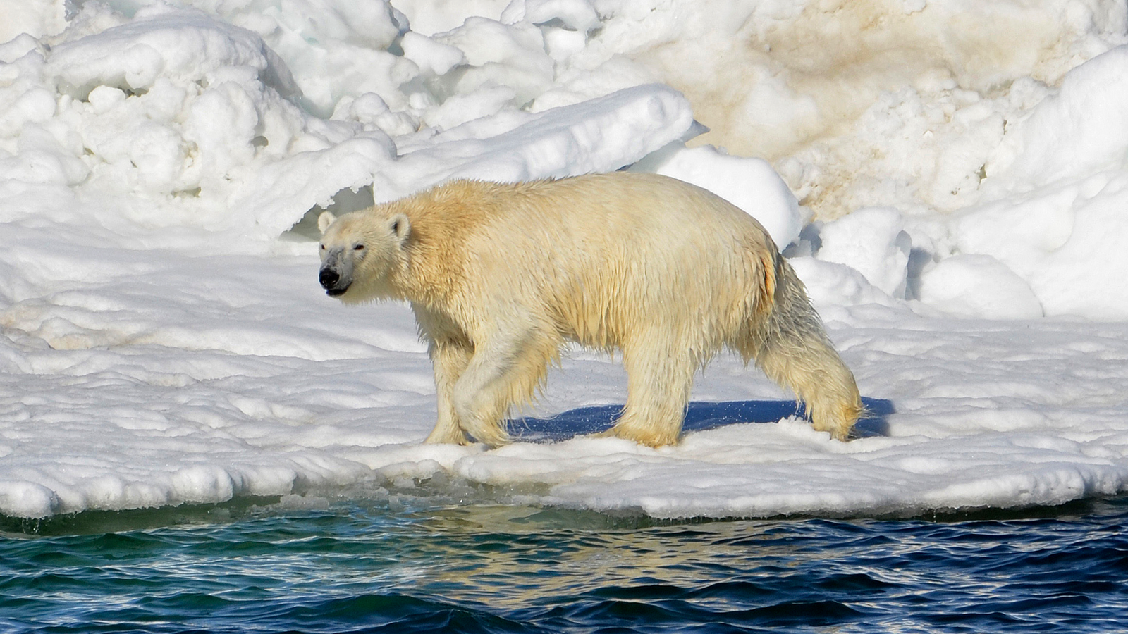 Melting Ice, Fatter Bears: Study Finds Unexpected Polar Bear Trend