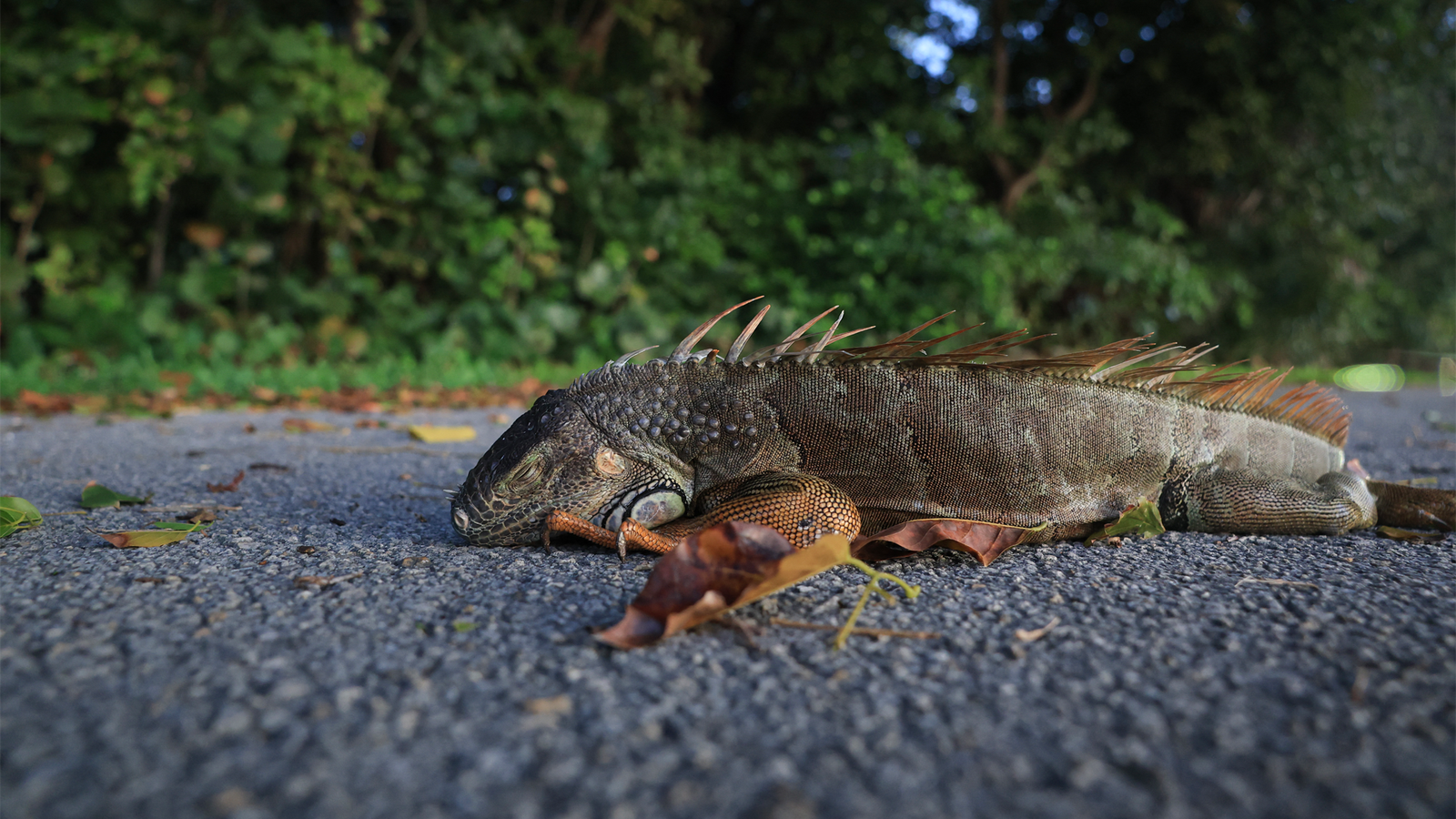 Frozen Iguanas Fall From Trees in Florida Cold Snap