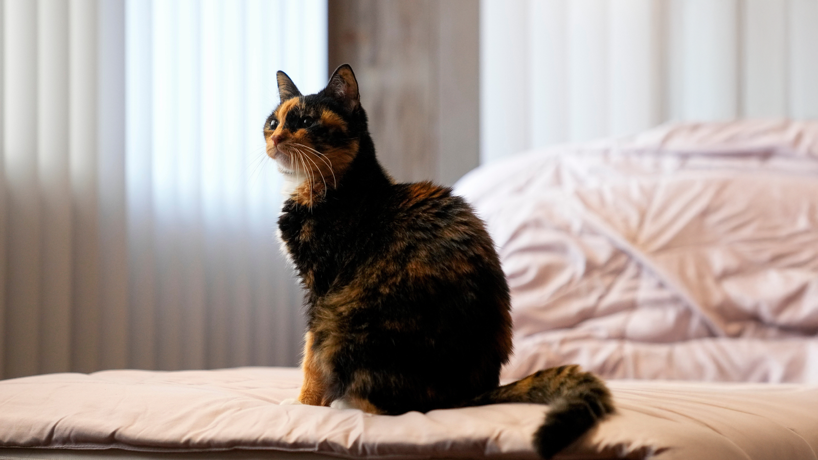 How Cats Are Helping Scientists Rethink Cancer Treatment