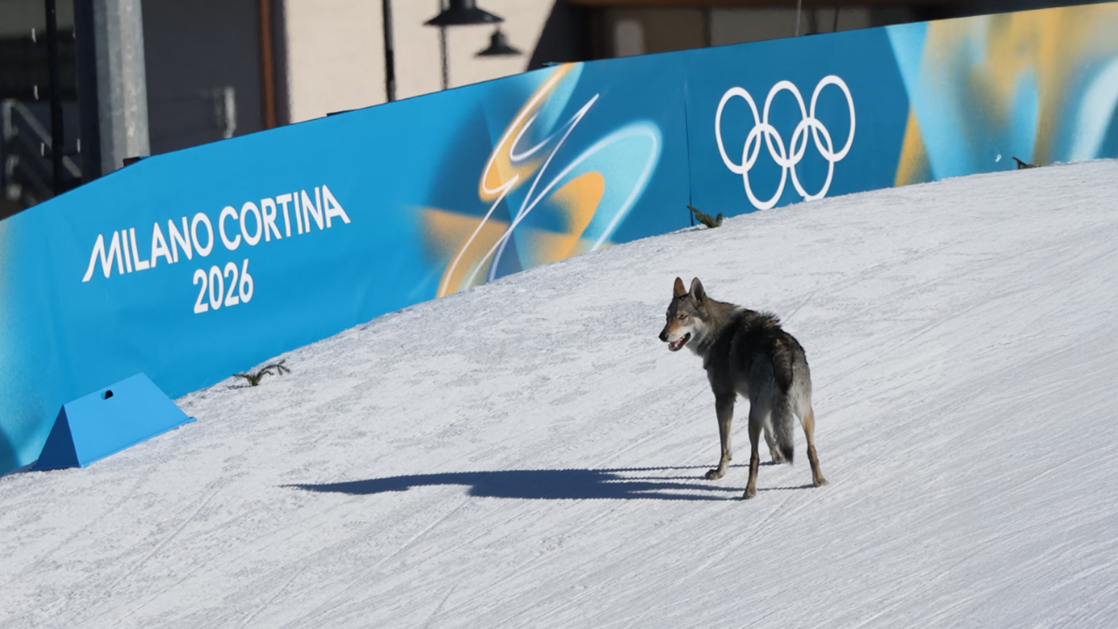 Husky Crashes Winter Olympics Ski Race Finish