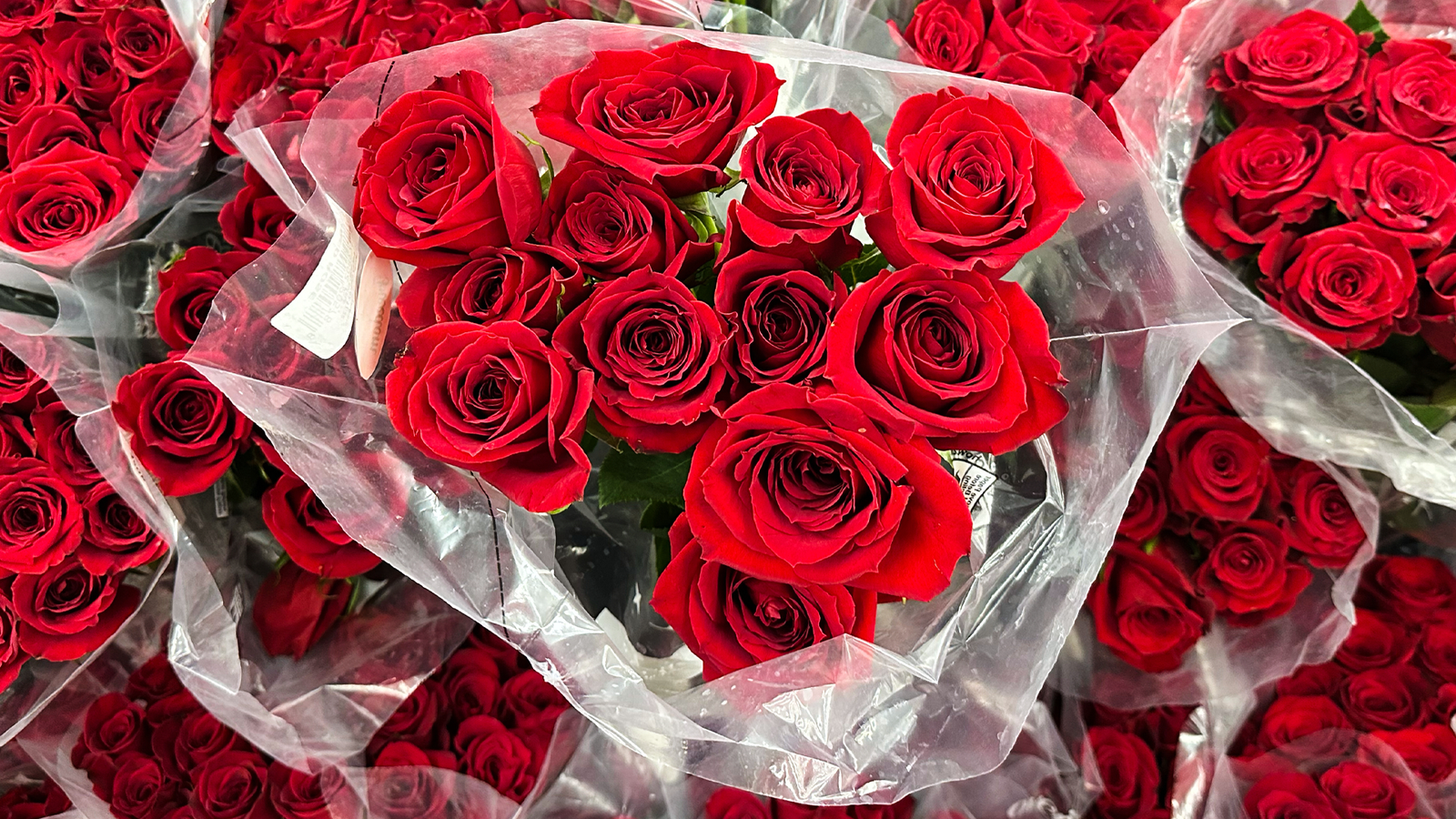 The Global Journey Behind Your Valentine’s Bouquet