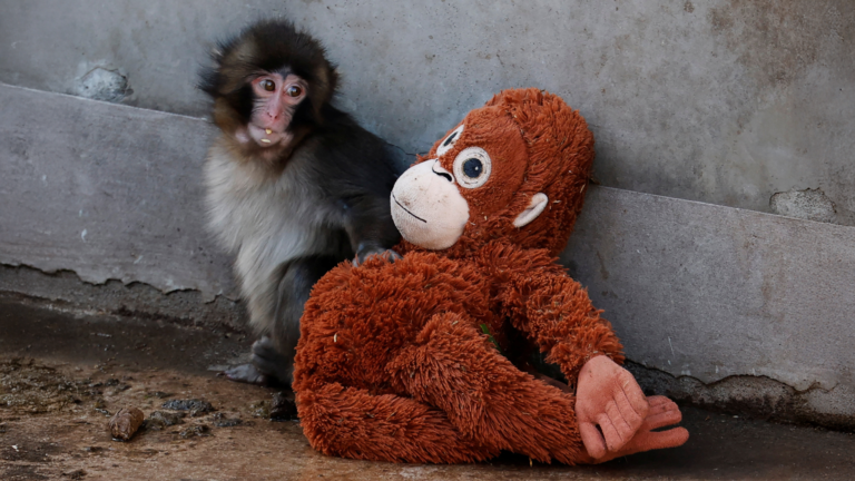 Why This IKEA Plush Is Sold Out Everywhere