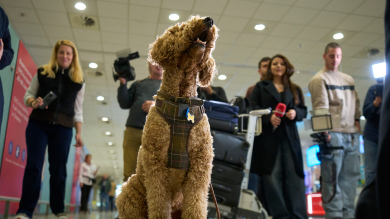 Greece Coordinates Rare Evacuation Flight Including Animals